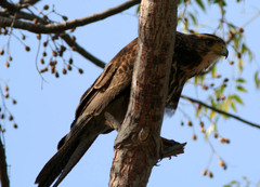 Parabuteo unicinctus