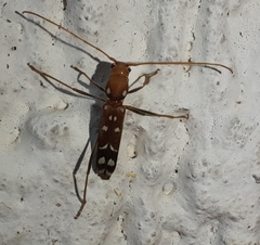 Clytocera chionospila