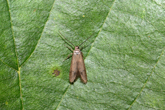 Hypatopa inunctella