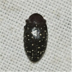 Chelonarium lecontei