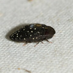 Chelonarium lecontei