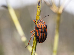 Graphosoma interruptum