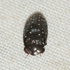 Chelonarium lecontei