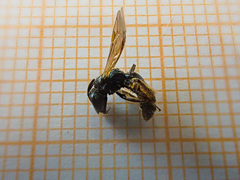 Ceratina cucurbitina