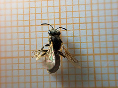 Ceratina cucurbitina