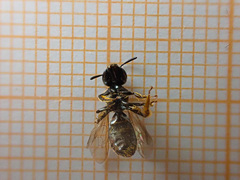 Ceratina cucurbitina