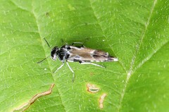Glipa hilaris