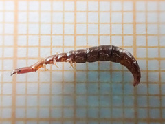 Phaeostigma