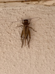 Eumodicogryllus bordigalensis