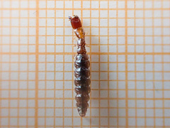 Phaeostigma