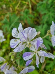 Geranium pratense