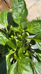 Capsicum annuum