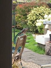 Accipiter nisus