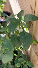 Capsicum annuum