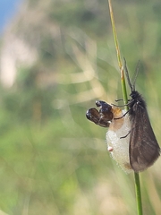 Heterogynis penella