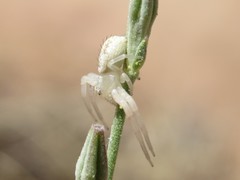 Misumessus