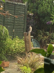 Accipiter nisus