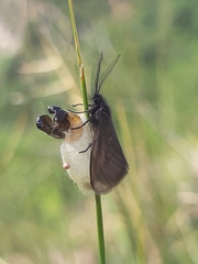 Heterogynis penella