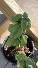 Ocimum basilicum