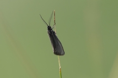 Heterogynis penella