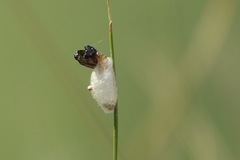 Heterogynis penella