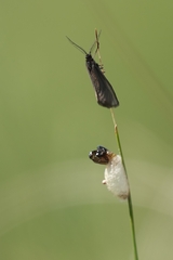 Heterogynis penella