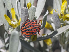 Graphosoma interruptum