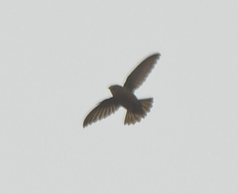 Lesser Antillean Swift (Chaetura martinica), photo 9