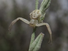 Misumessus