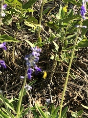 Bombus sonorus