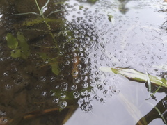Uperodon globulosus