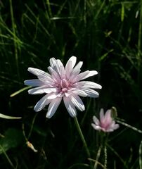 Scorzonera rosea