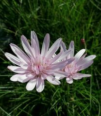 Scorzonera rosea