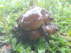 Uperodon globulosus