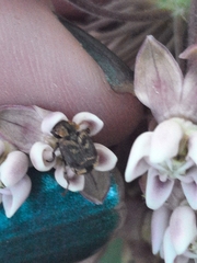 Valgus canaliculatus