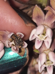 Valgus canaliculatus