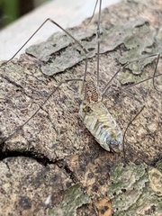 Rilaena triangularis