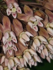 Valgus canaliculatus