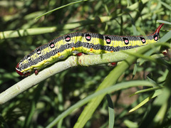 Hyles tithymali tithymali