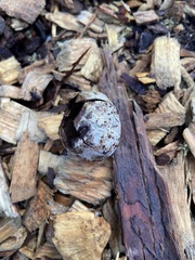 Mycenastrum corium