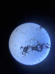 Mycenastrum corium