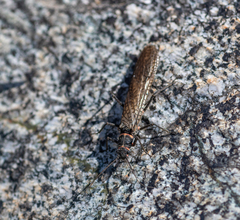 Pteronarcys reticulata