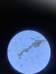 Mycenastrum corium