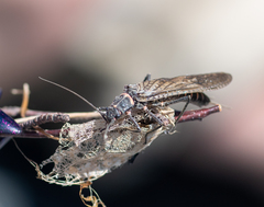 Pteronarcys reticulata