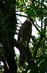 Micrastur semitorquatus