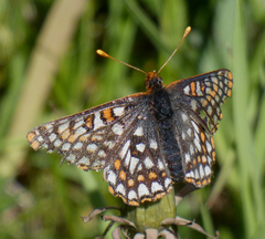 Euphydryas editha hutchinsi