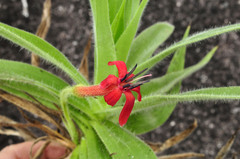 Barbacenia tomentosa