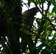 Micrastur semitorquatus