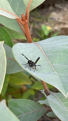 Pseudopolybia compressa
