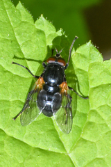 Blera nigra